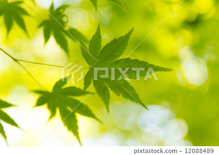 楓葉(綠葉) 楓葉(綠葉) 12088489