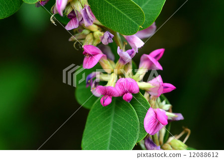 Marubahagi Marubahagi 12088612