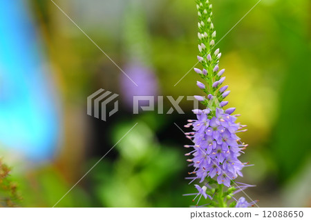 瀕臨滅絕的植物Hamathranoio瀕臨滅絕的II型（VU） 12088650