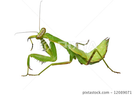 Halabirakamakiri (larva) Halabirakamakiri (larva) 12089071