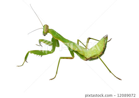 Halabirakamakiri (larva) 12089072