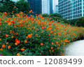 Cosmos and building 12089499