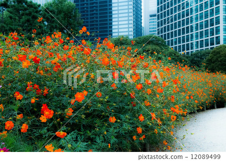 Cosmos and building Cosmos and building 12089499