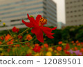 Red cosmos 12089501