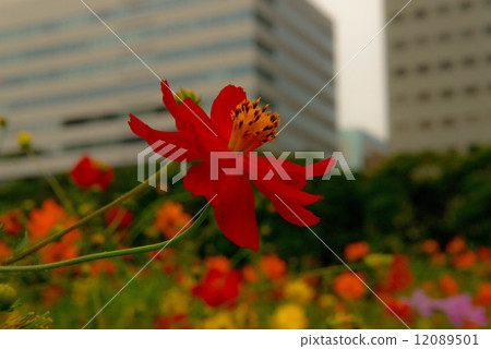 Red cosmos Red cosmos 12089501