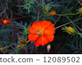 Bee and Cosmos 12089502