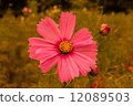 Pink Cosmos 12089503