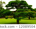 Hamarikyu no Matsu 12089504