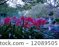 A cluster amaryllis with flowering 12089505