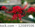 A cluster amaryllis 12089506