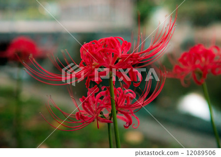 A cluster amaryllis A cluster amaryllis 12089506