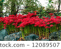 A cluster amaryllis of the waterfront 12089507
