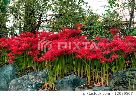 A cluster amaryllis of the waterfront A cluster amaryllis of the waterfront 12089507