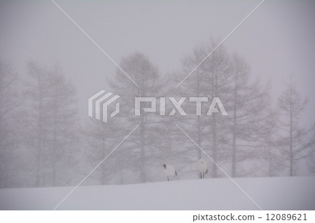 在雪場面的蔓越桔起重機剛孵出的雛 在雪場面的蔓越桔起重機剛孵出的雛 12089621