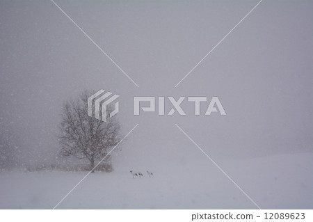 Cranberry crane nestling in the snow scene Cranberry crane nestling in the snow scene 12089623