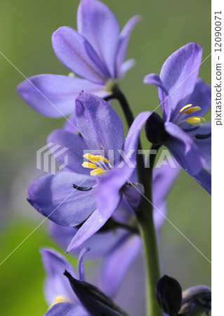 Mizuoi (endangered species) 12090071