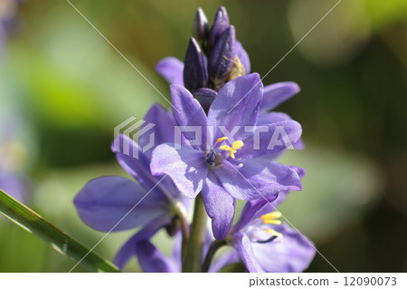 Mizuoi (endangered species) 12090073