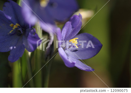 Mizuoi (endangered species) 12090075