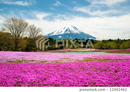 Mount Fuji Shibazakura 12091462