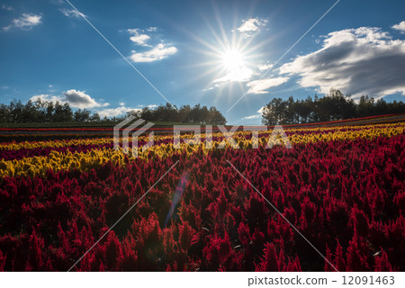 The sun and the four seasons hill 12091463