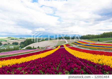Flower garden of the hills of Shikisai 12091464