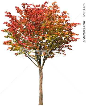 Autumn leaves Yamabashi 12091478