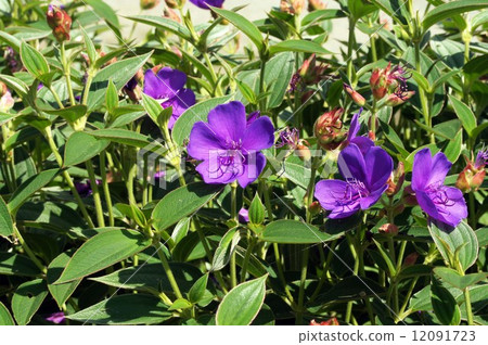 Shikonno按鈕 12091723