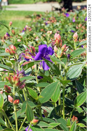 Shikonno按鈕 12091724