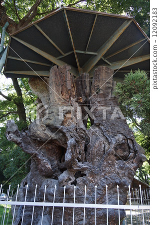 岩和神社的Keyaki 岩和神社的Keyaki 12092183