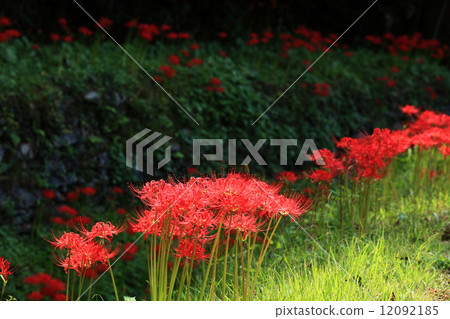 Higanki Flower - 2014。 Higanki Flower - 2014。 12092185