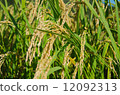 Rice field 12092313