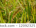 Rice field 12092325