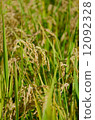 Rice field 12092328