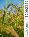 Rice field 12092329