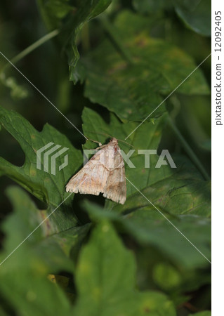 Futtosuji Riga 01 12092405