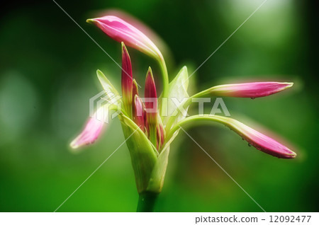 Amakurinamu 12092477