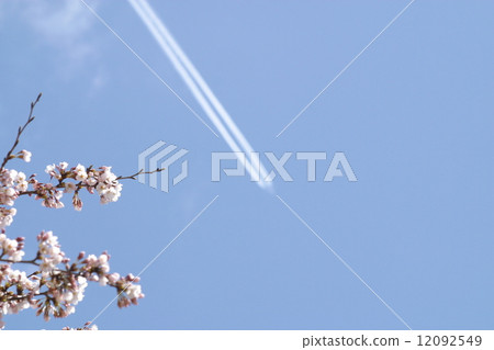 Cherry blossoms and airplane clouds (Pinto is a cherry tree) Cherry blossoms and airplane clouds (Pinto is a cherry tree) 12092549