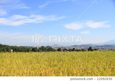 Early autumn countryside 12092630