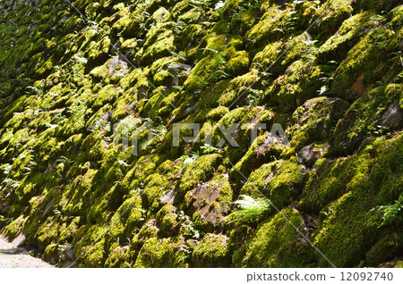 Mossy Ishigaki（Komoro Castle Ruin Park / Komoro City Ding Nagano Prefecture） 12092740