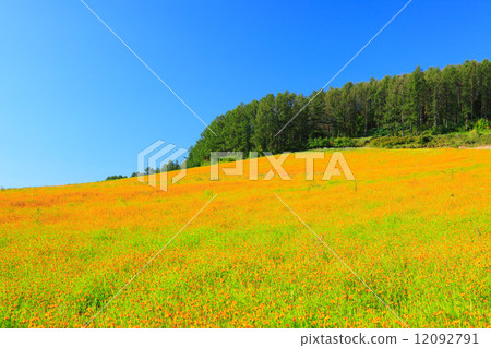 北海道富良野市Kibanakosmos開花的小山 12092791