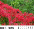 群集孤挺花 12092852