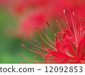 群集孤挺花 12092853