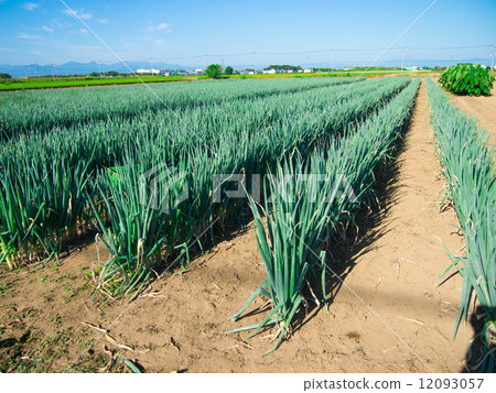 洋蔥田 洋蔥田 12093057