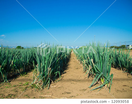 Negihatake Negihatake 12093058