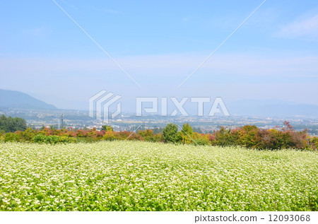 蕎麥和安曇野 12093068