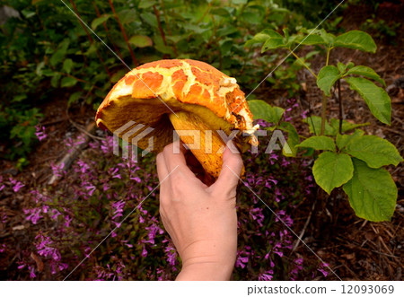 Akayamadori 12093069