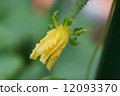 黃瓜 12093370