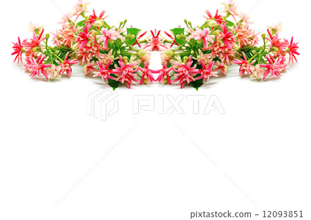 Rangoon Creeper 12093851