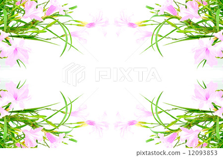 Ruellia squarrosa Ruellia squarrosa 12093853