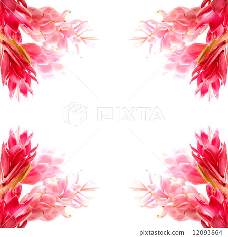 Ginger flower 12093864